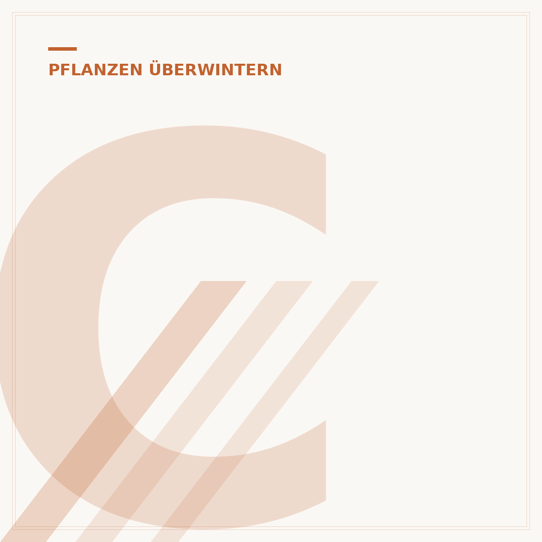 Canna-Pflanzen überwintern