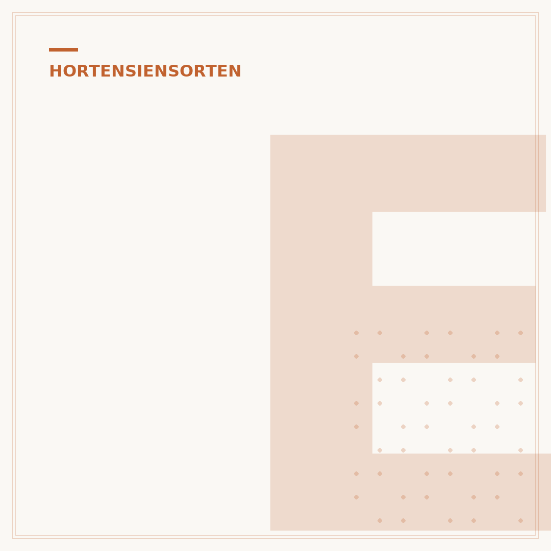 Eichen-Hortensie
