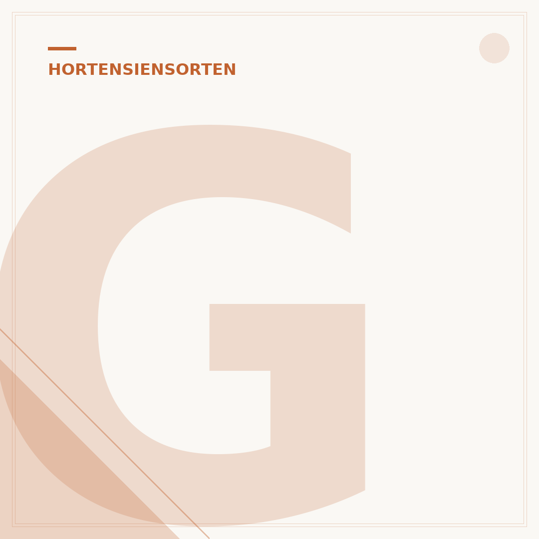 Girlanden Hortensie 'Runaway Bride': Pflege & Anwendung