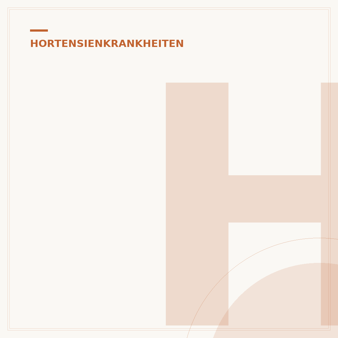 Hortensie hat viele Blätter, aber keine Blüten