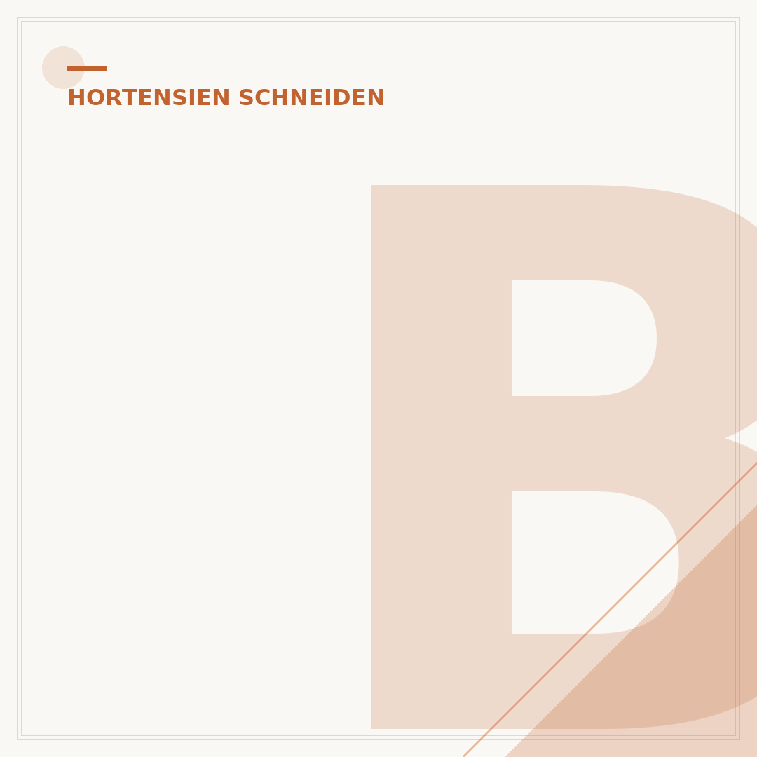 Blüten von Hortensien schneiden