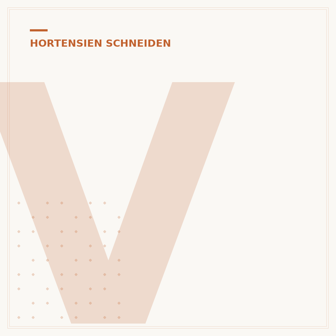 Verblühte Hortensien im Topf schneiden: So gelingt es
