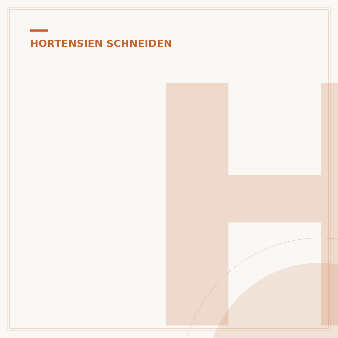 Hortensien im Topf schneiden