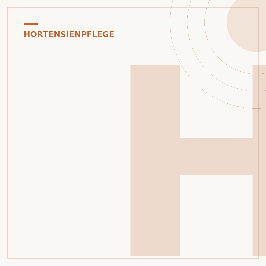 Hortensien umtopfen