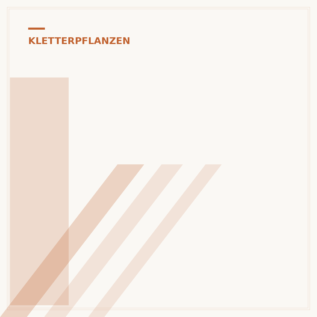 Immergrüne winterharte Kletterpflanzen