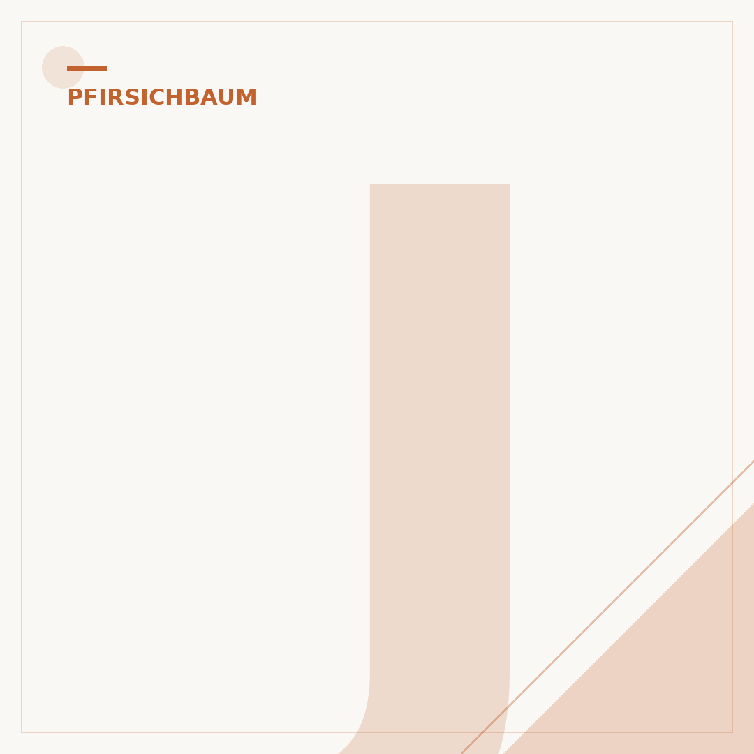 Jungen Pfirsichbaum schneiden: Fehler vermeiden