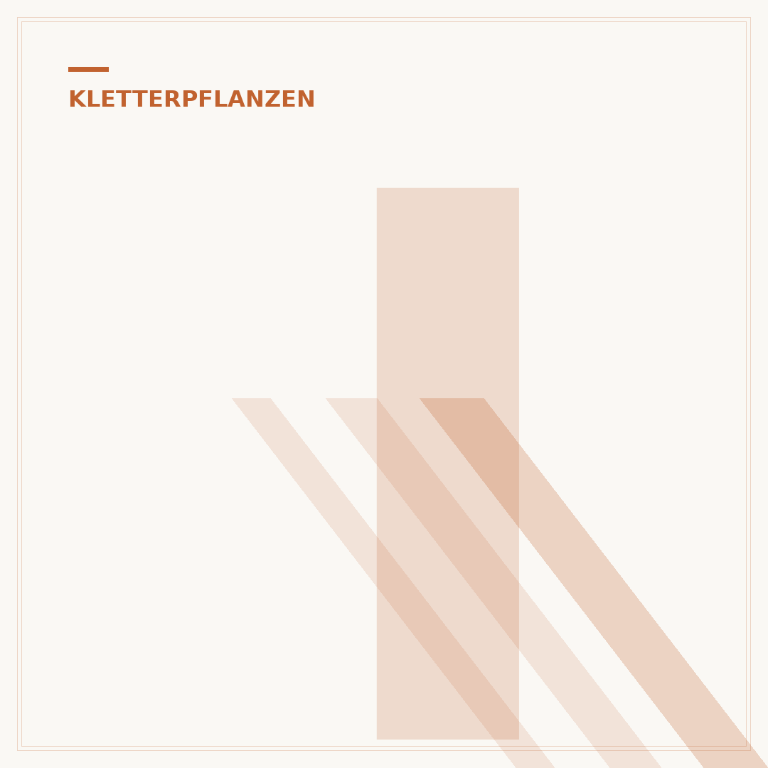 Immergrüne Kletterpflanzen: Mehr Grün durchs ganze Jahr