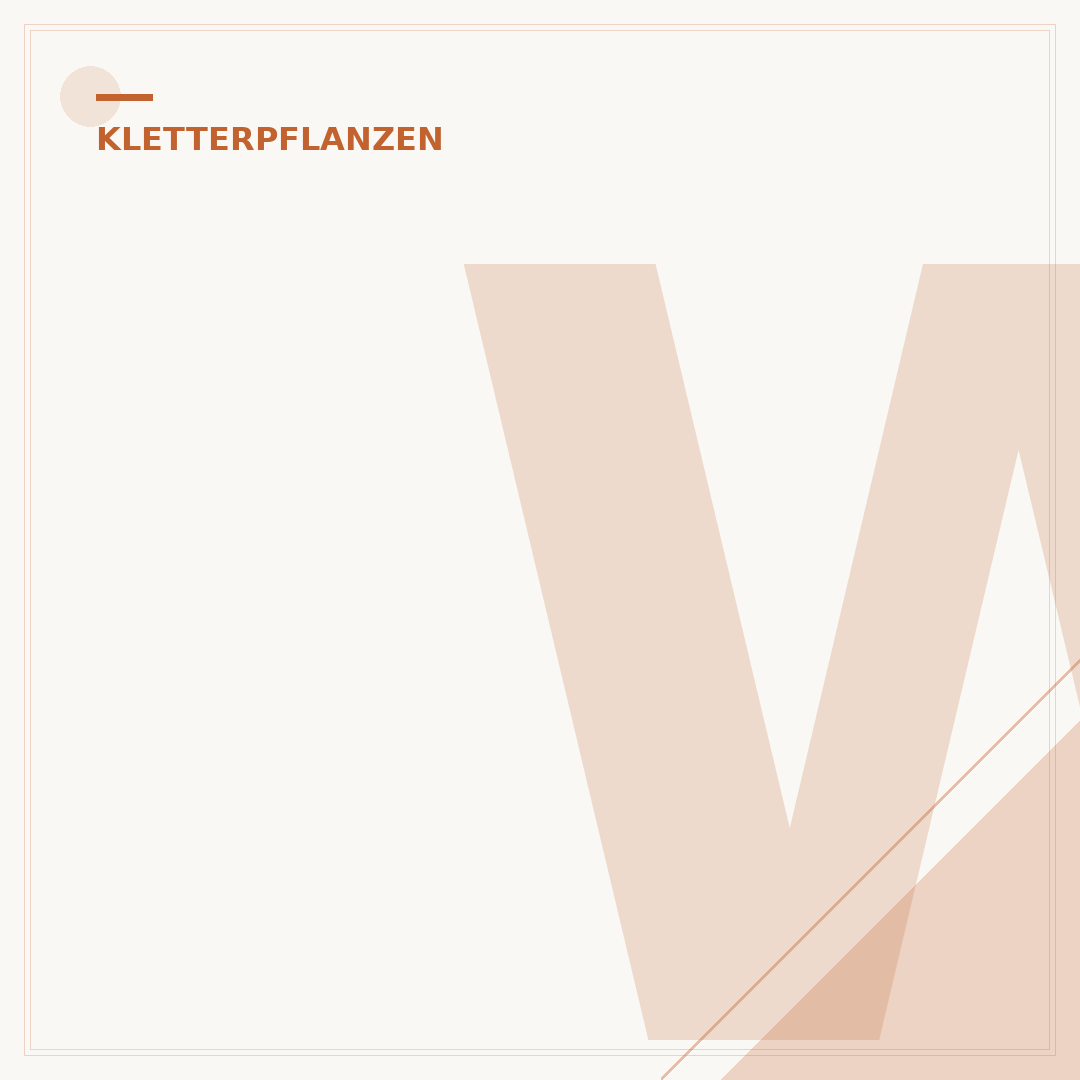 Winterharte, schnellwachsende Kletterpflanzen für Kübel