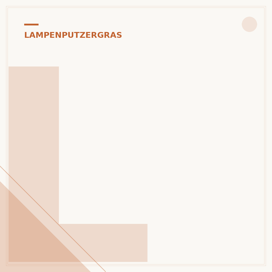 Lampenputzergras im Kübel
