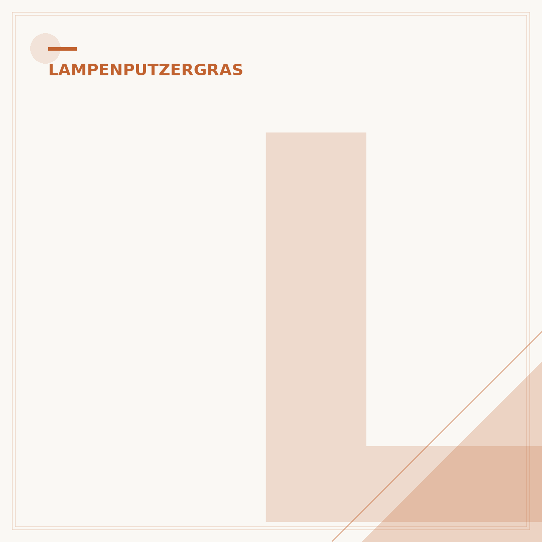Lampenputzergras Red Head: Pflege & Standorttipps