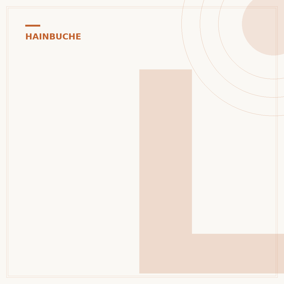 Lateinischer Name der Hainbuche: Carpinus betulus erklärt