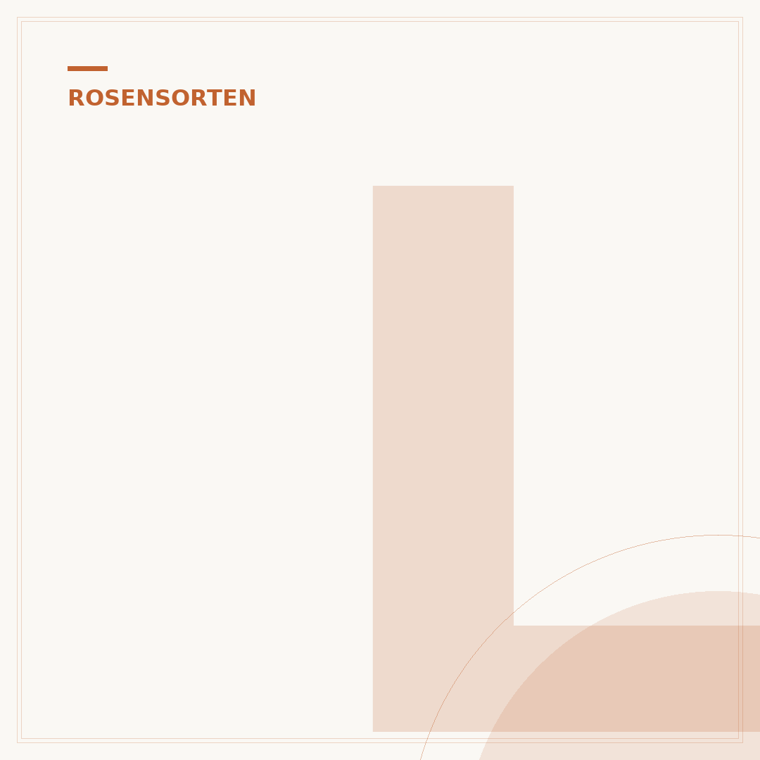 Lila Rosen: Bedeutung, Sorten und Pflege
