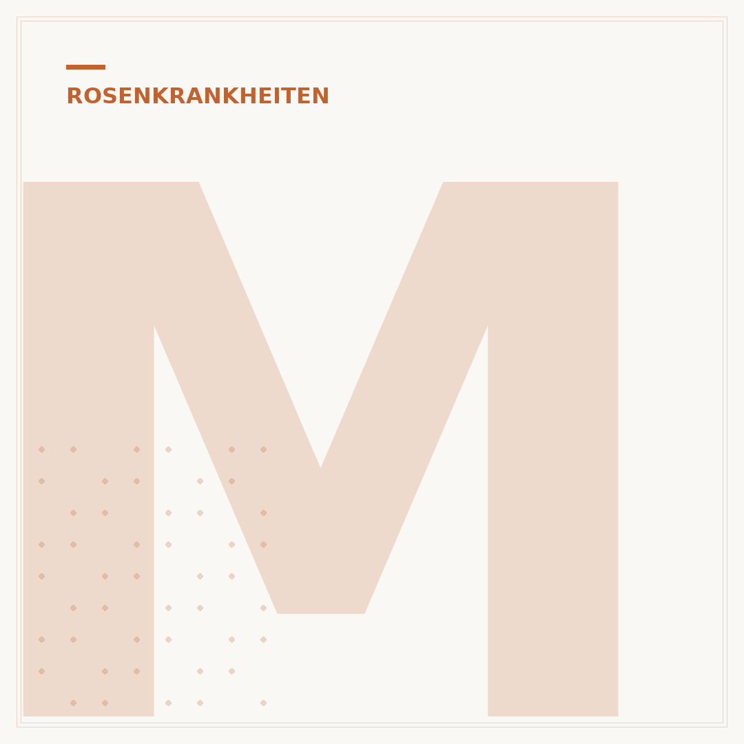 Mehltau bei Rosen: Was tun gegen den Pilz?