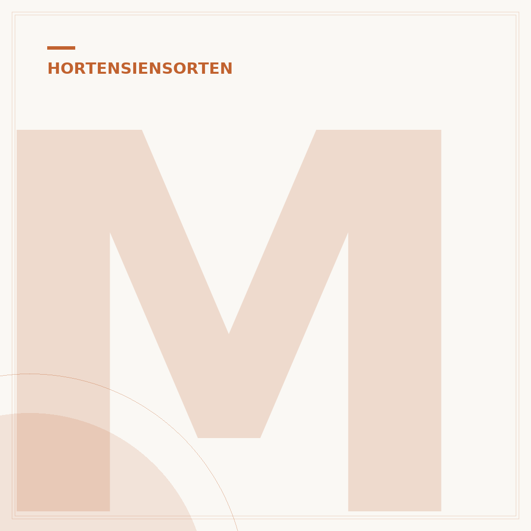 Miss Saori Hortensie: Pflege, Sorten und Besonderheiten