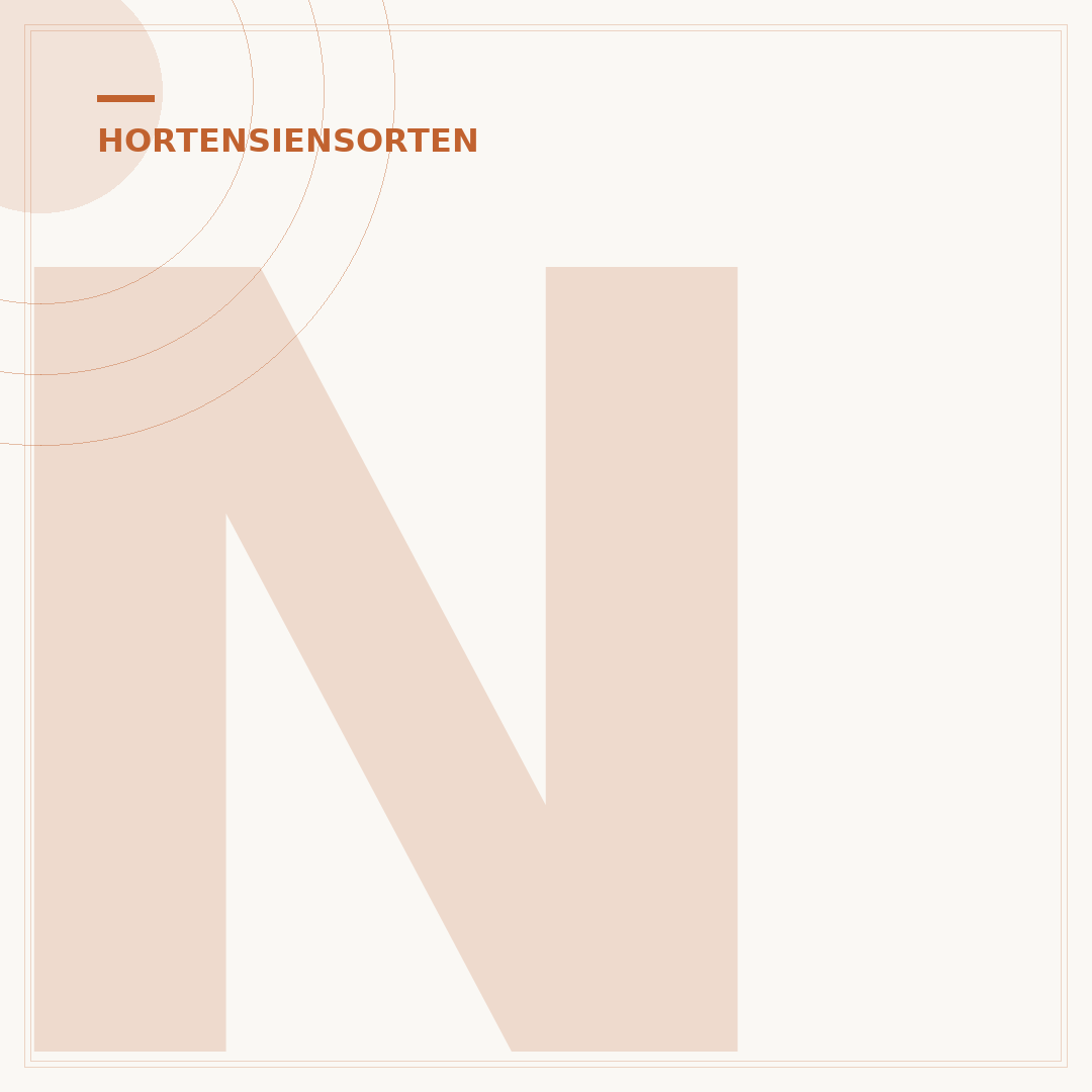 Niedrige Hortensie Groundbreaker: Pflege und Wuchs