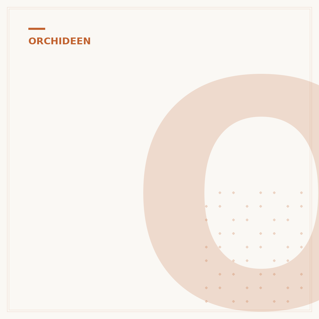 Orchideen-Kindel ohne Wurzeln