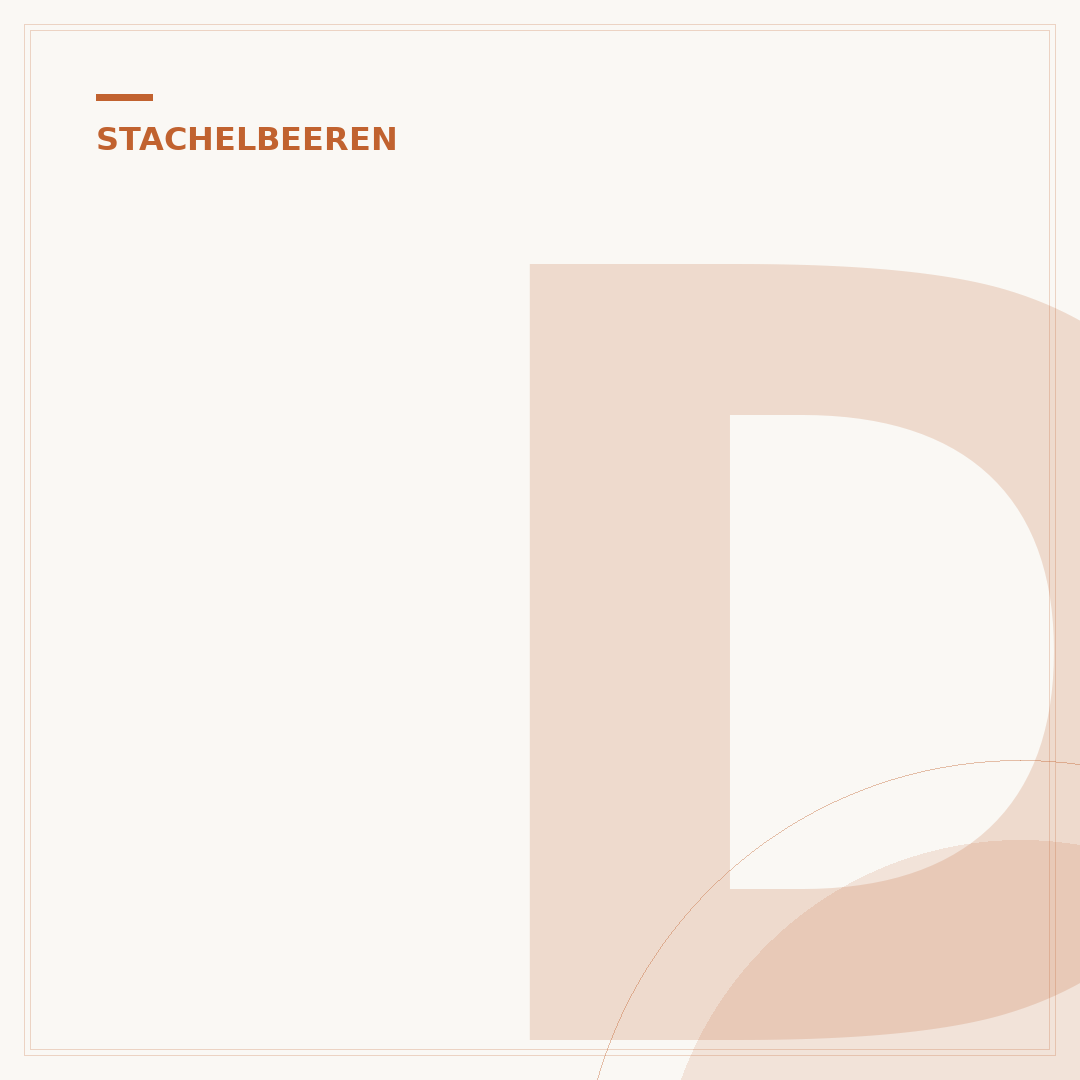 Die Pflanzzeit für Stachelbeeren