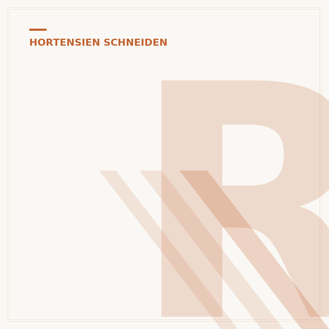 Rispen-Hortensie schneiden