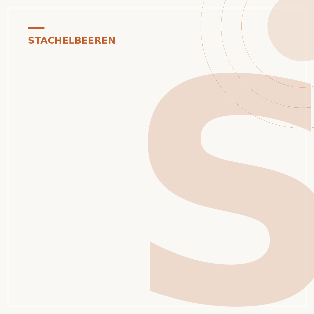 Stachelbeeren: Von der Pflanzung bis zur Ernte verstehen