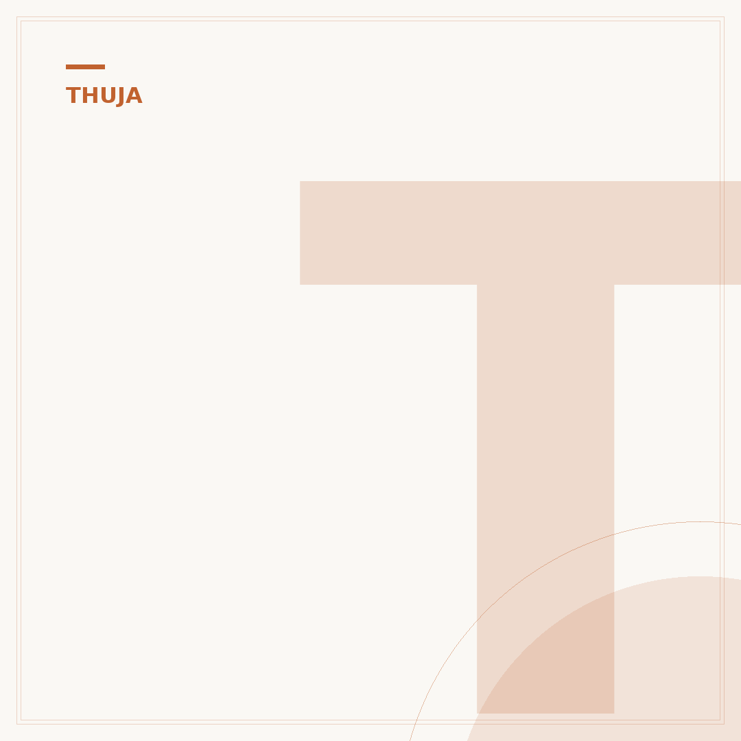 Thuja-Spitzen schneiden