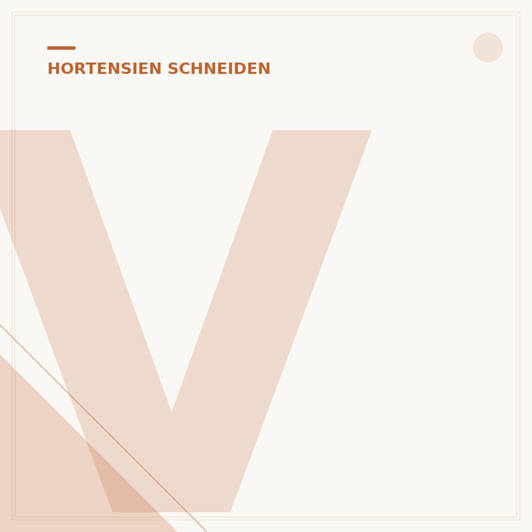 Verblühte Hortensien abschneiden: Wann und wie?