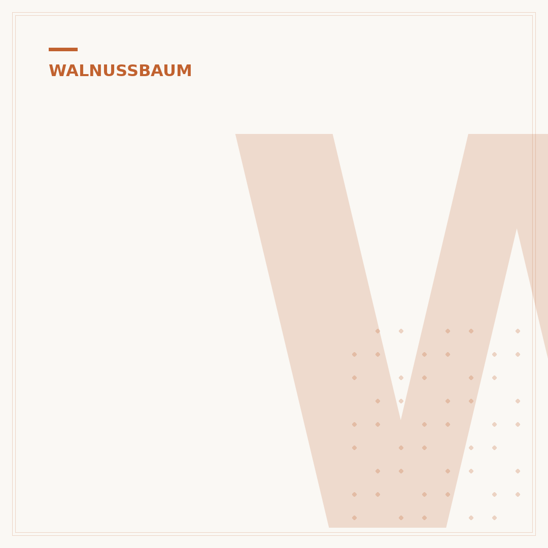 Walnussbaum schneiden im Winterschnitt