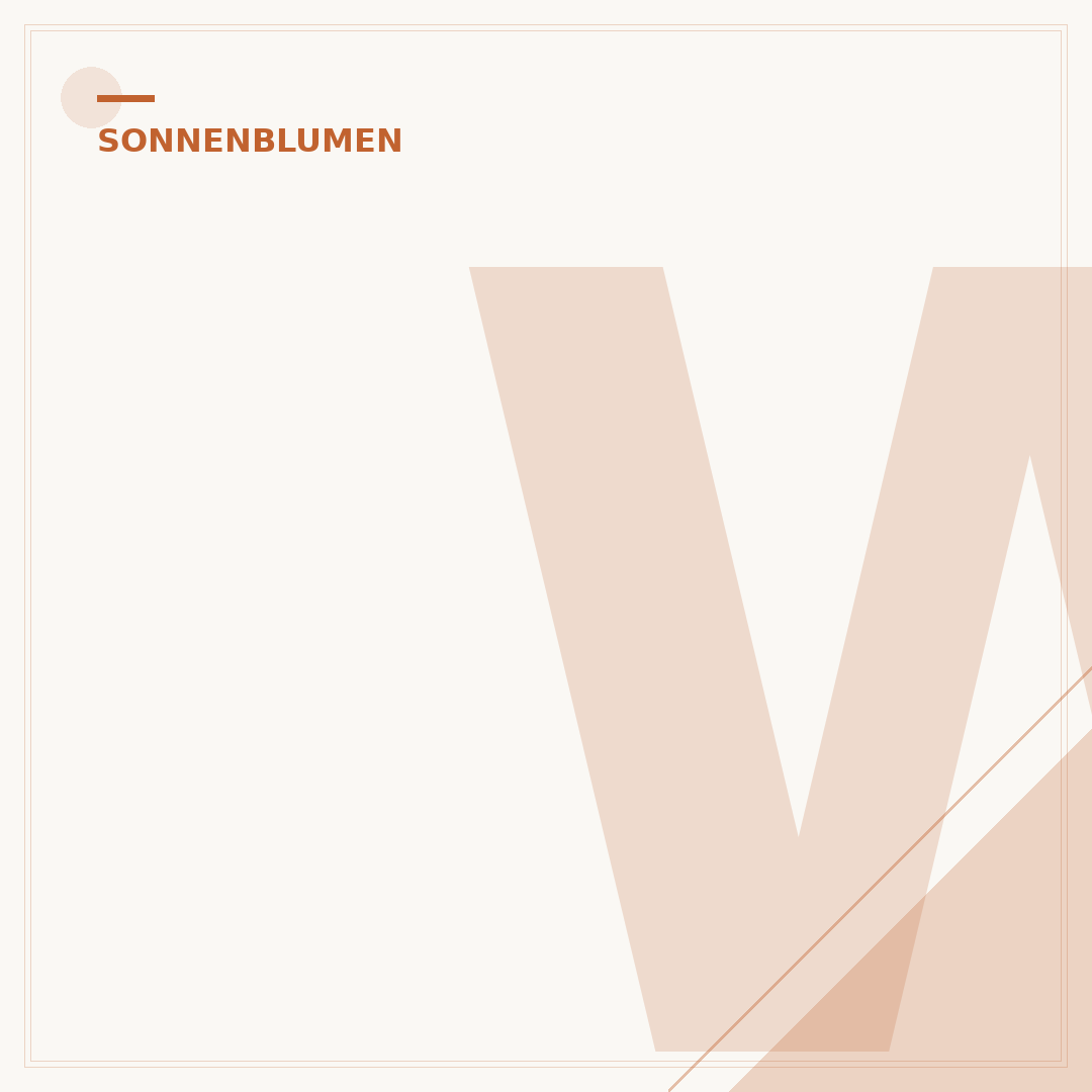 Wann säe ich Sonnenblumen?
