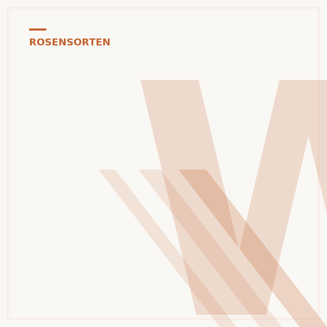 Weiße Rosen bestellen
