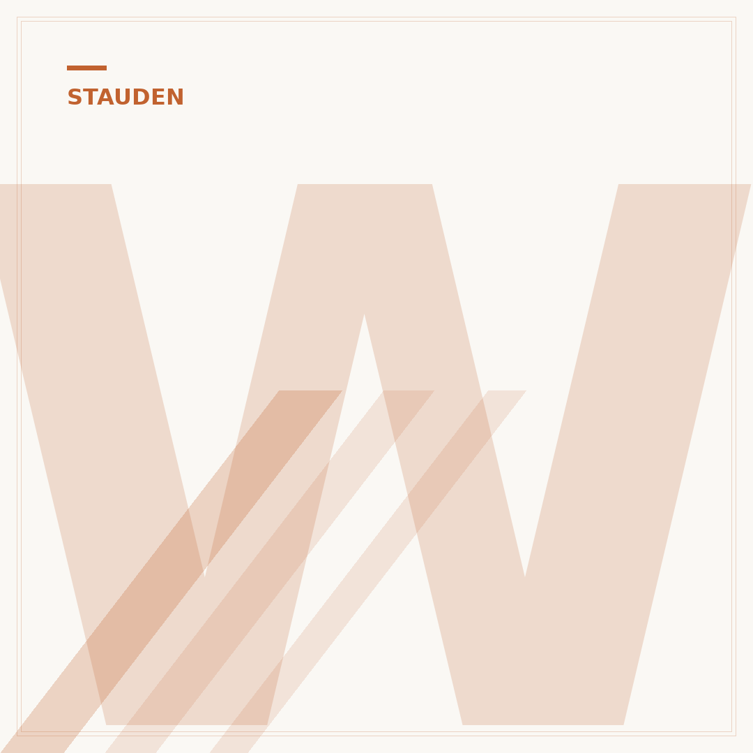 Winterharte Margeriten-Stauden