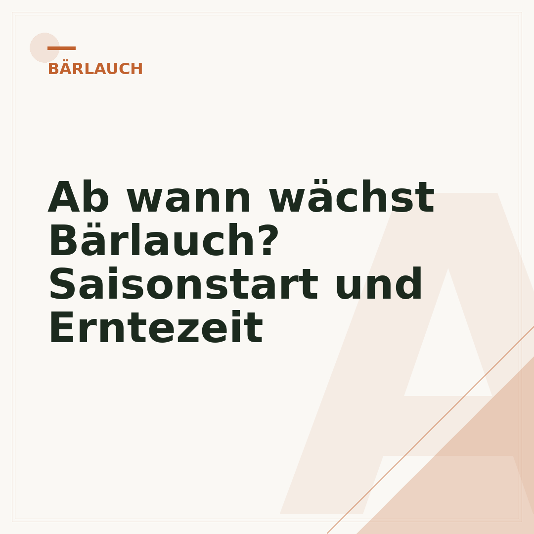 Ab wann wächst Bärlauch? Saisonstart und Erntezeit