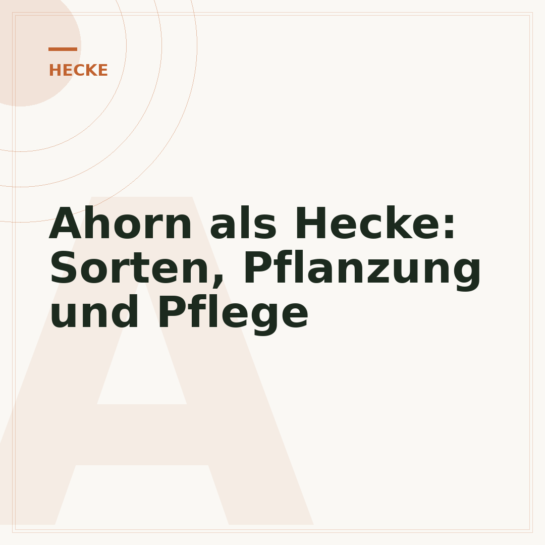 Ahorn als Hecke: Sorten, Pflanzung und Pflege