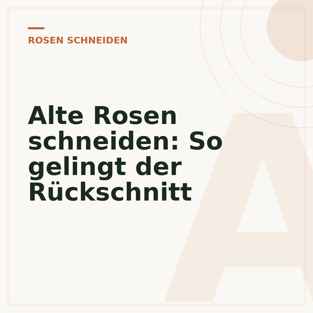 Alte Rosen schneiden: So gelingt der Rückschnitt