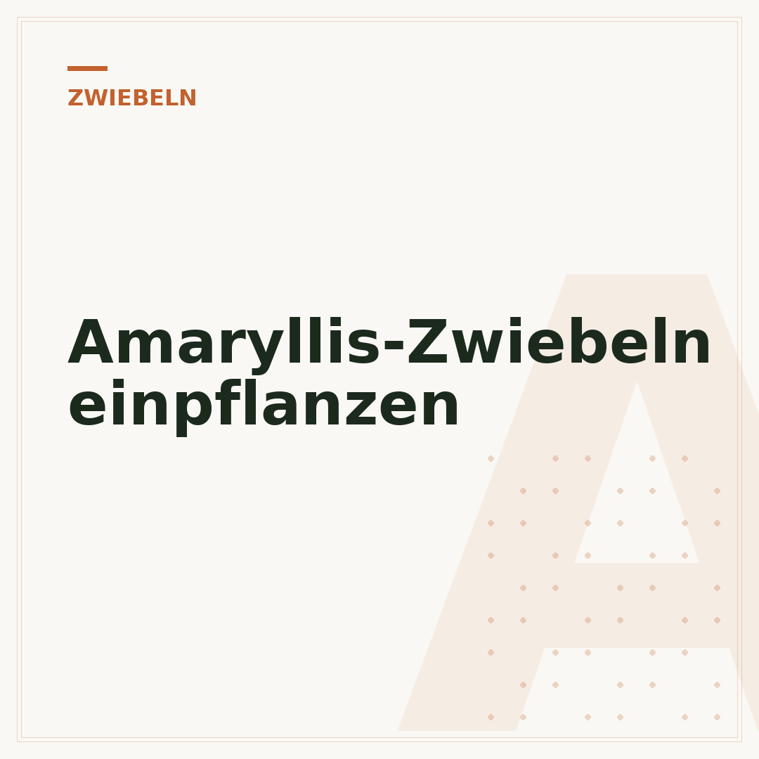 Amaryllis-Zwiebeln einpflanzen