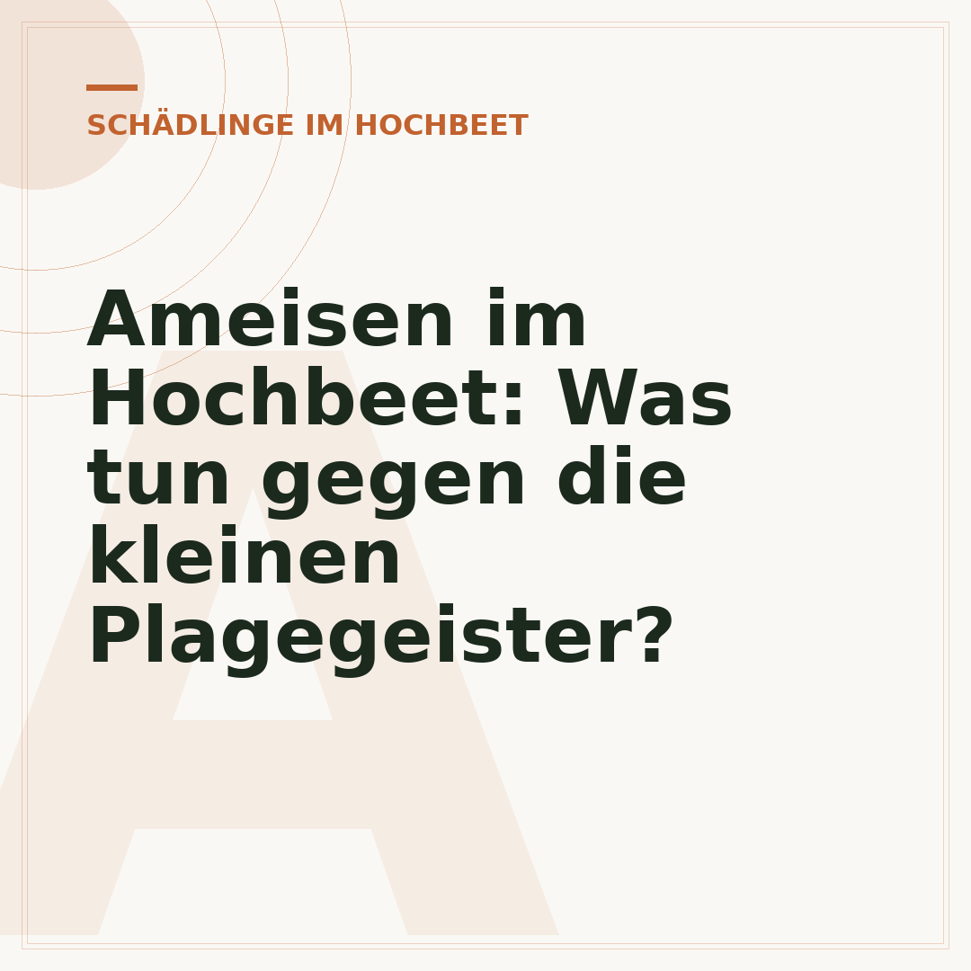 Ameisen im Hochbeet: Was tun gegen die kleinen Plagegeister?