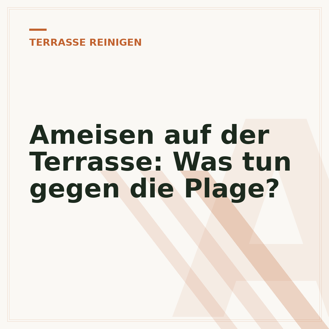 Ameisen auf der Terrasse: Was tun gegen die Plage?
