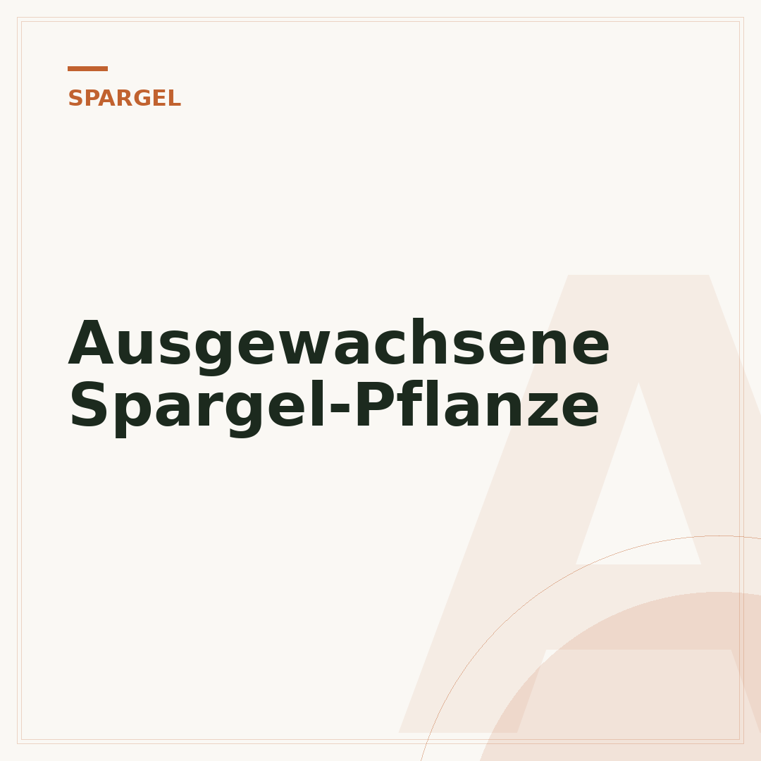 Ausgewachsene Spargel-Pflanze