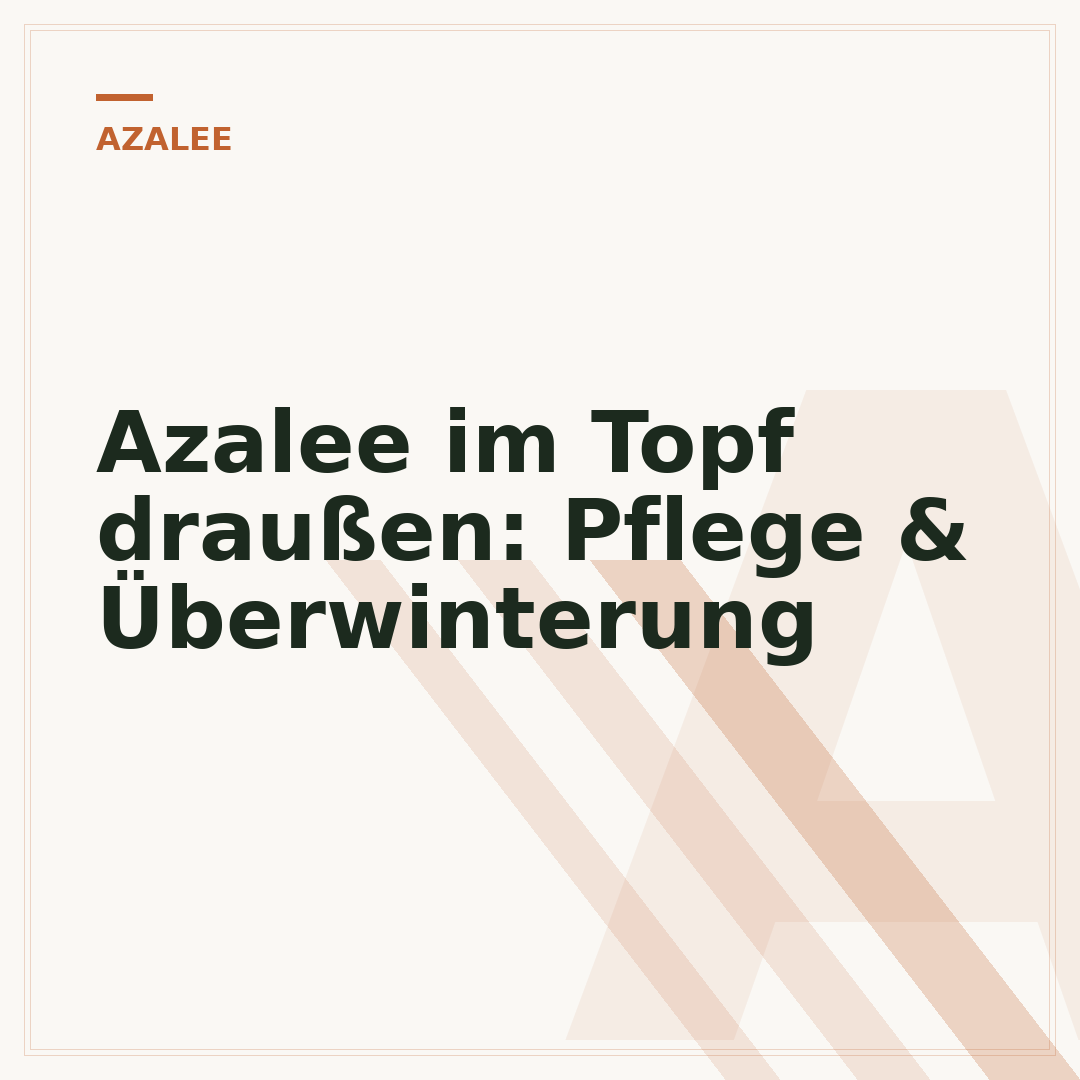 Azalee im Topf draußen: Pflege & Überwinterung