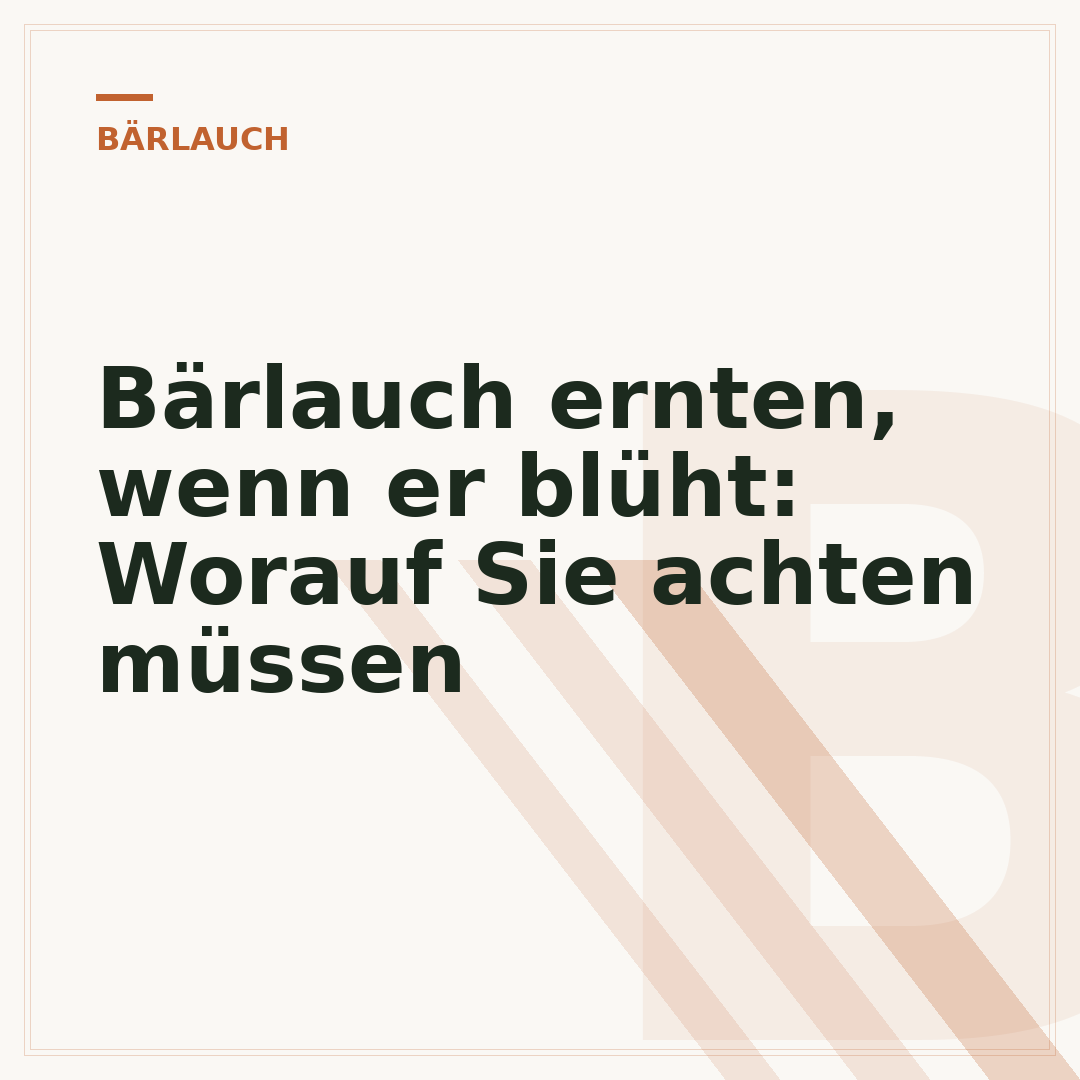 Bärlauch ernten, wenn er blüht: Worauf Sie achten müssen
