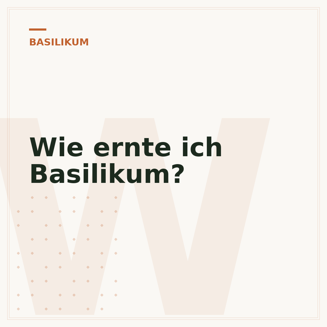 Wie ernte ich Basilikum?
