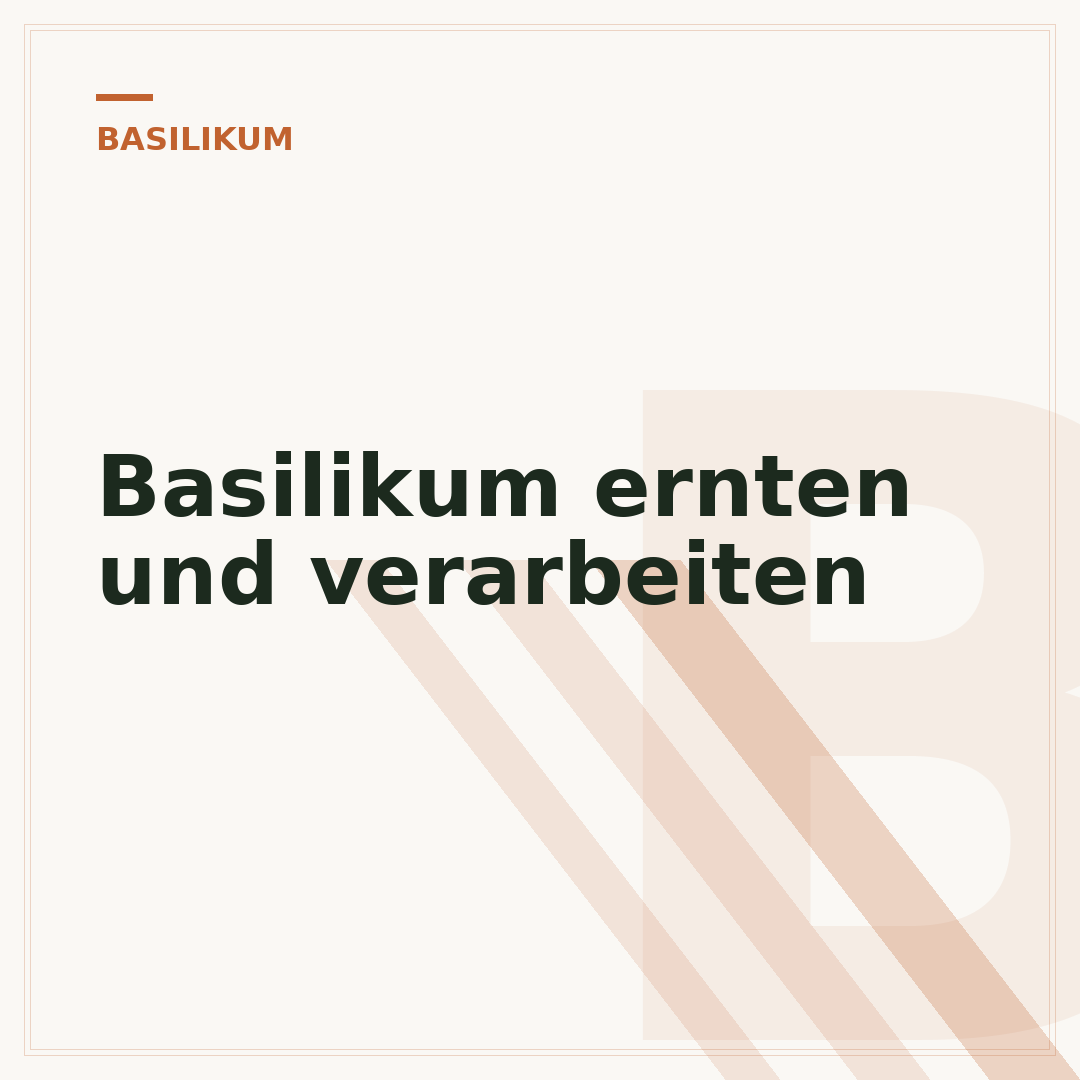 Basilikum ernten und verarbeiten