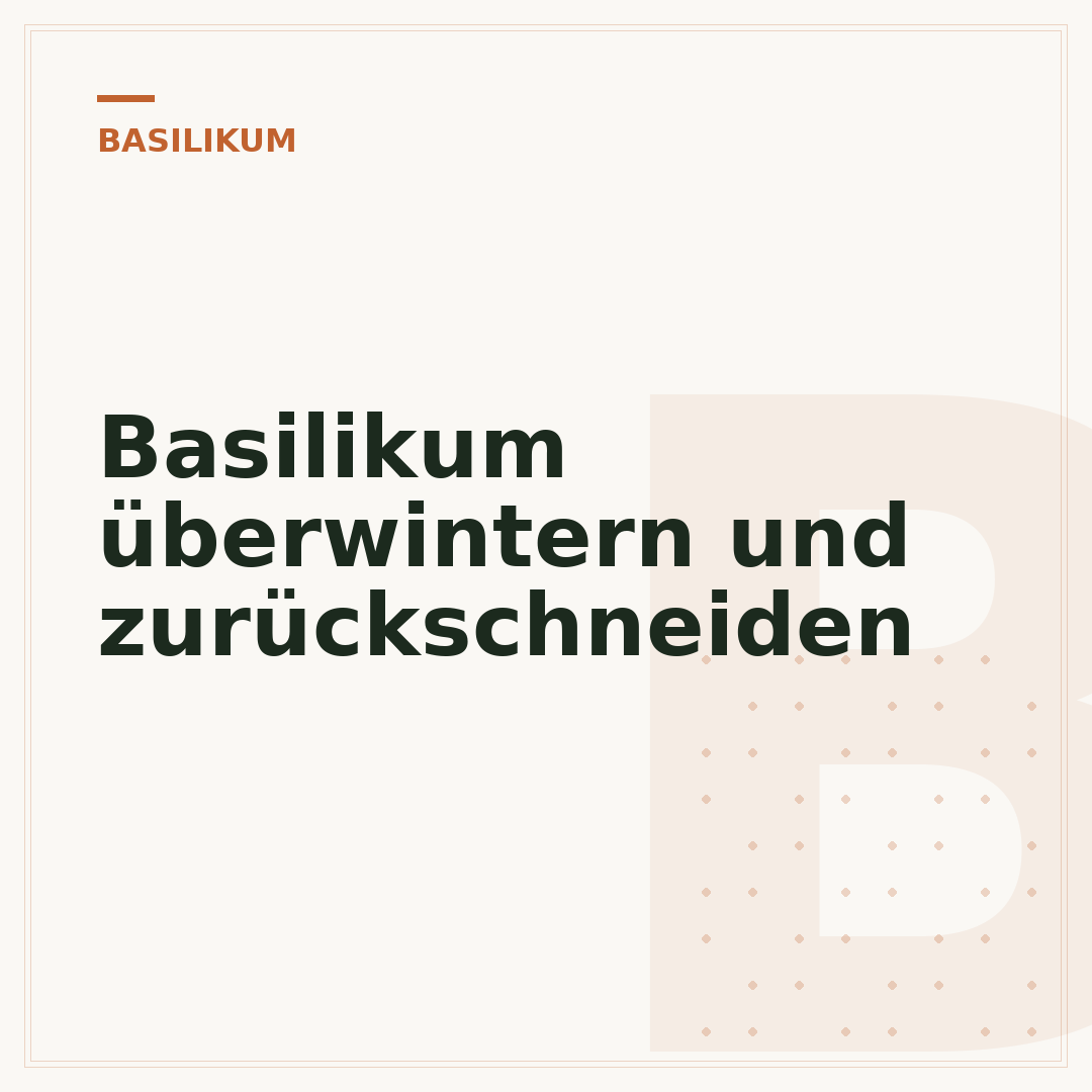 Basilikum überwintern und zurückschneiden
