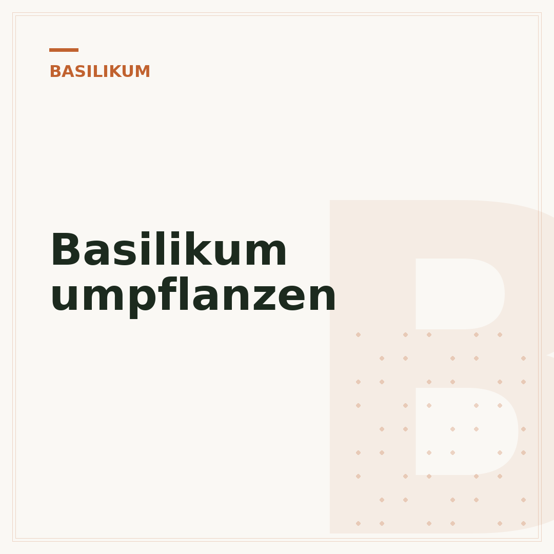 Basilikum umpflanzen