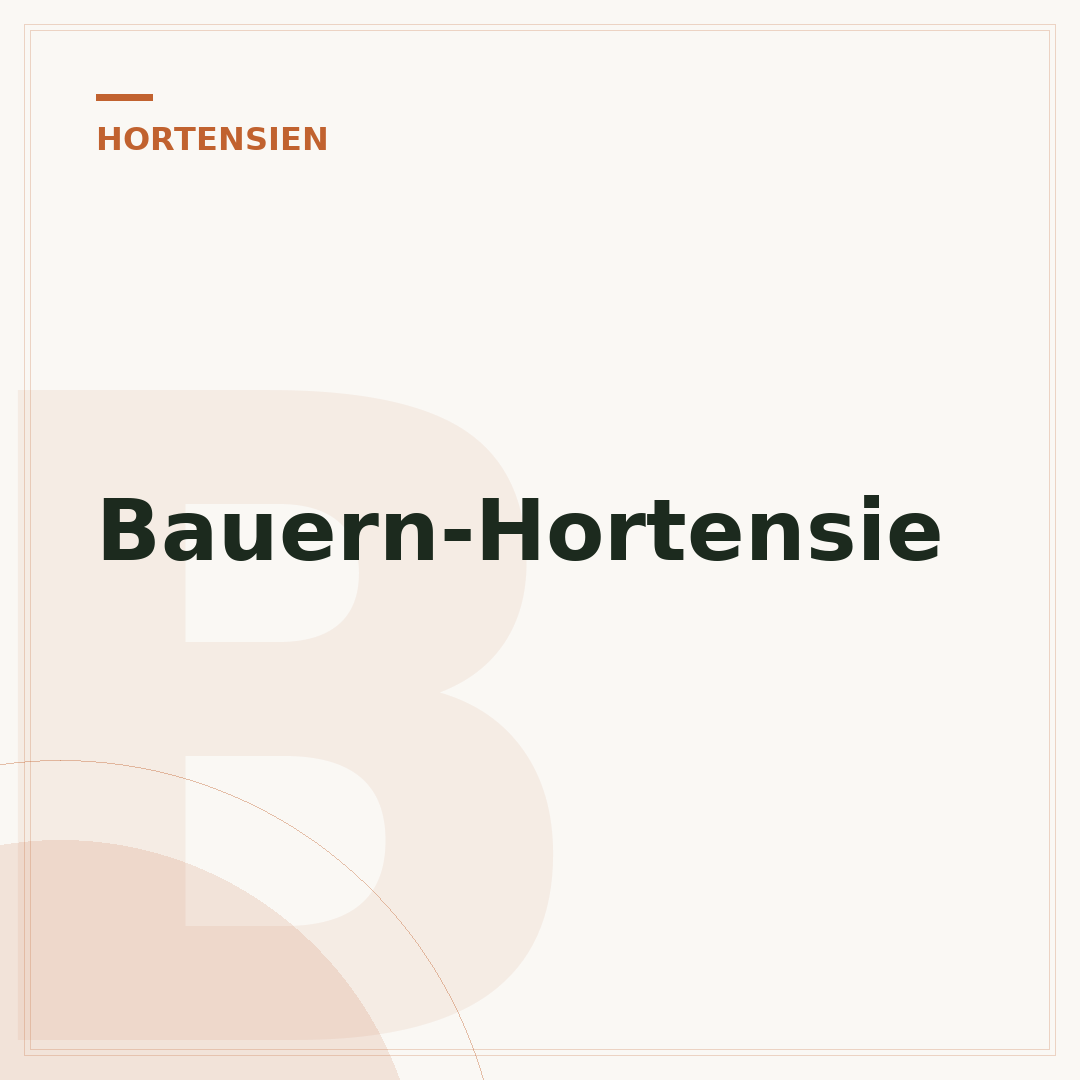 Bauern-Hortensie