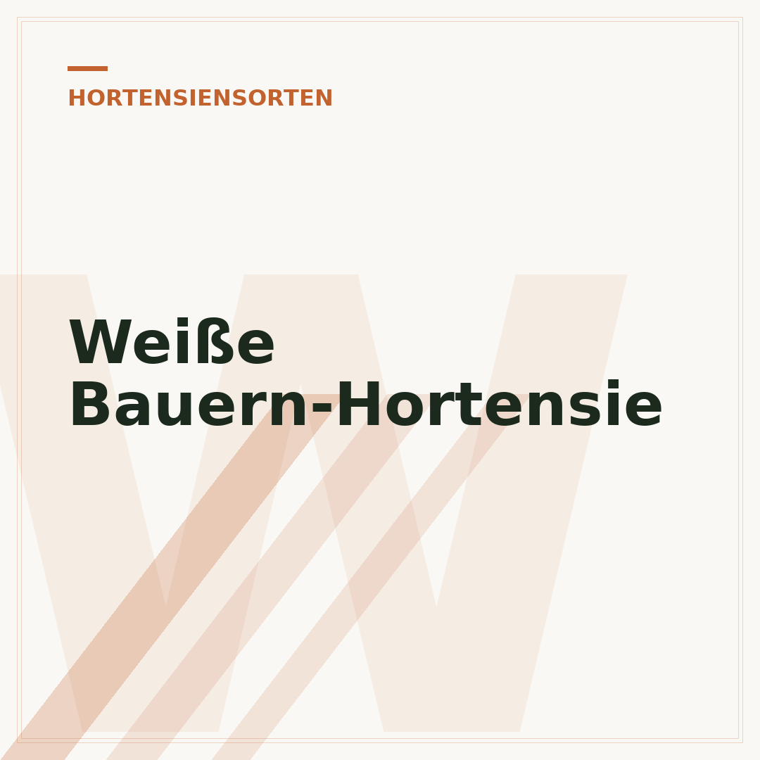 Weiße Bauern-Hortensie