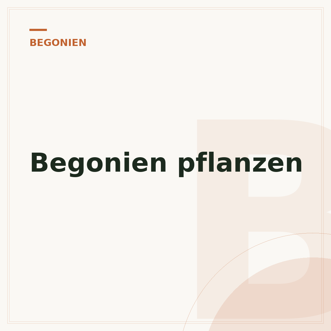 Begonien pflanzen