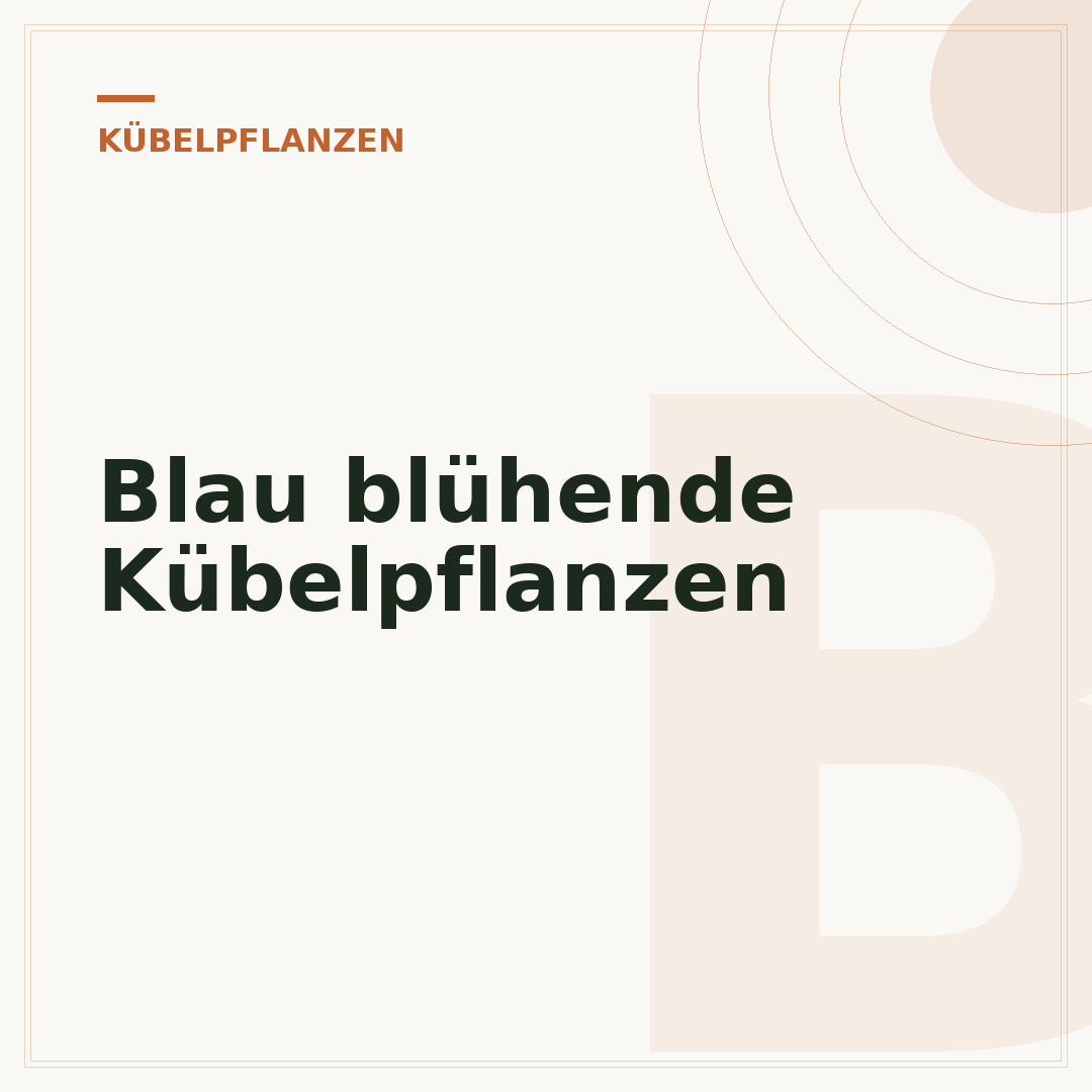Blau blühende Kübelpflanzen
