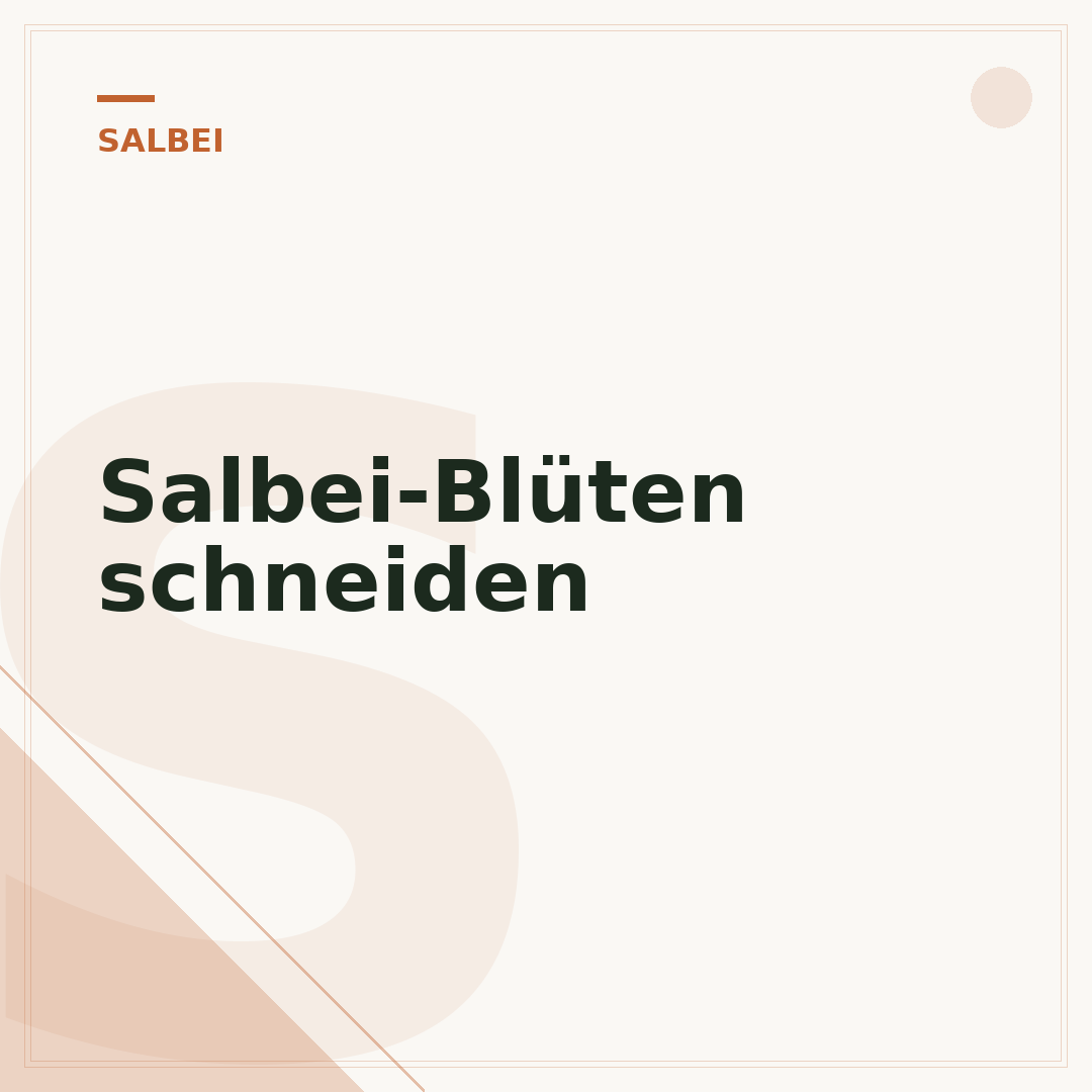 Salbei-Blüten schneiden