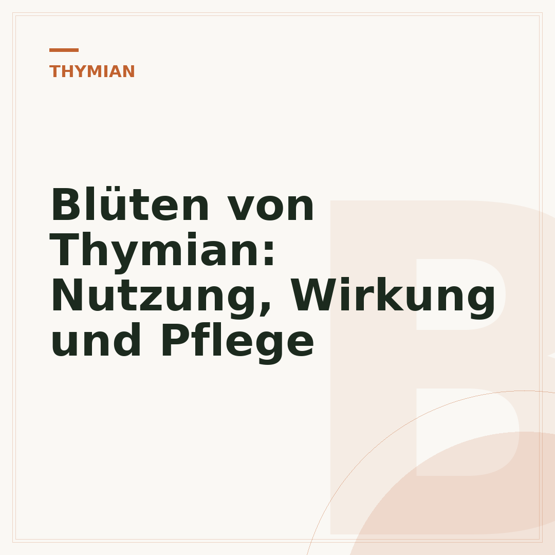 Blüten von Thymian: Nutzung, Wirkung und Pflege