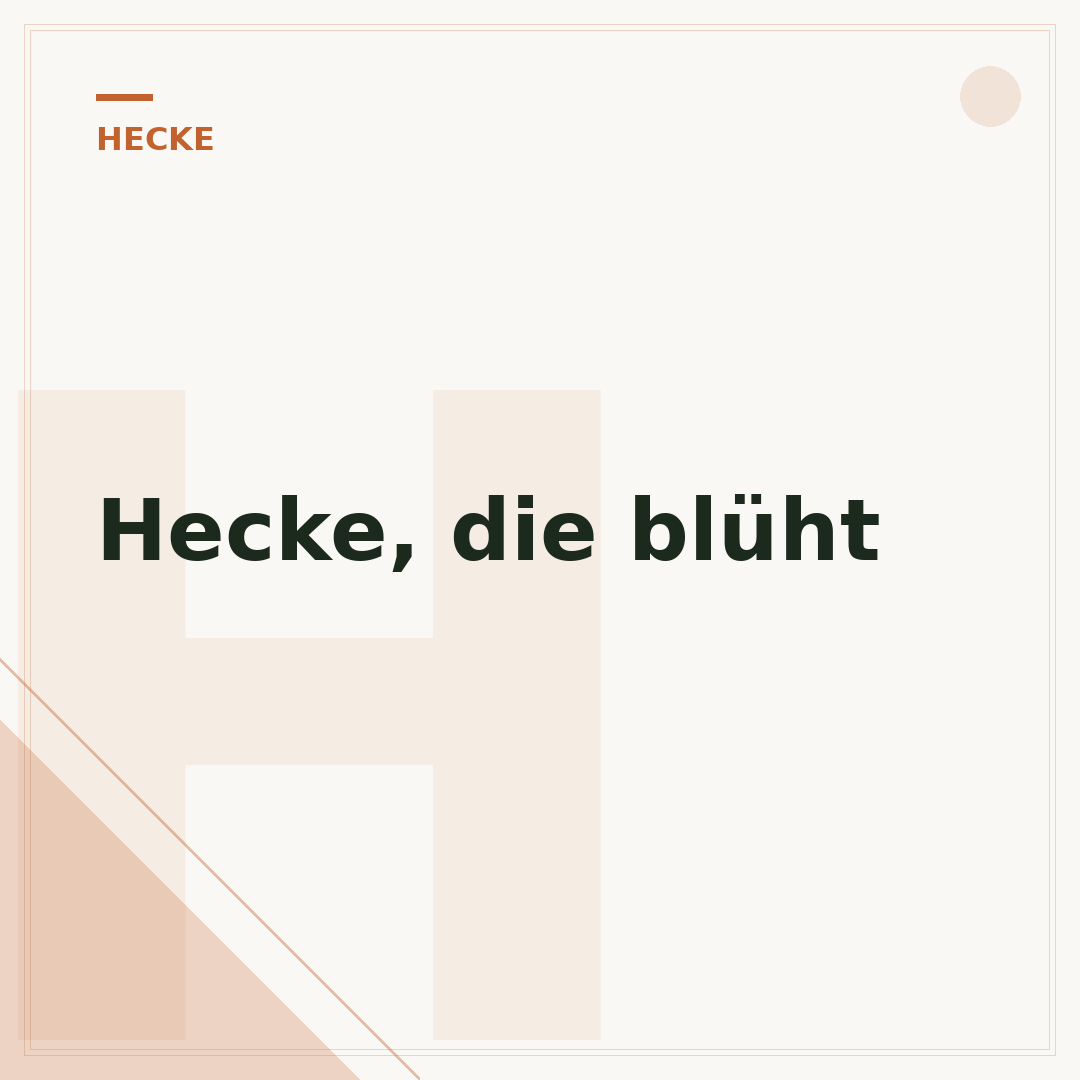 Hecke, die blüht