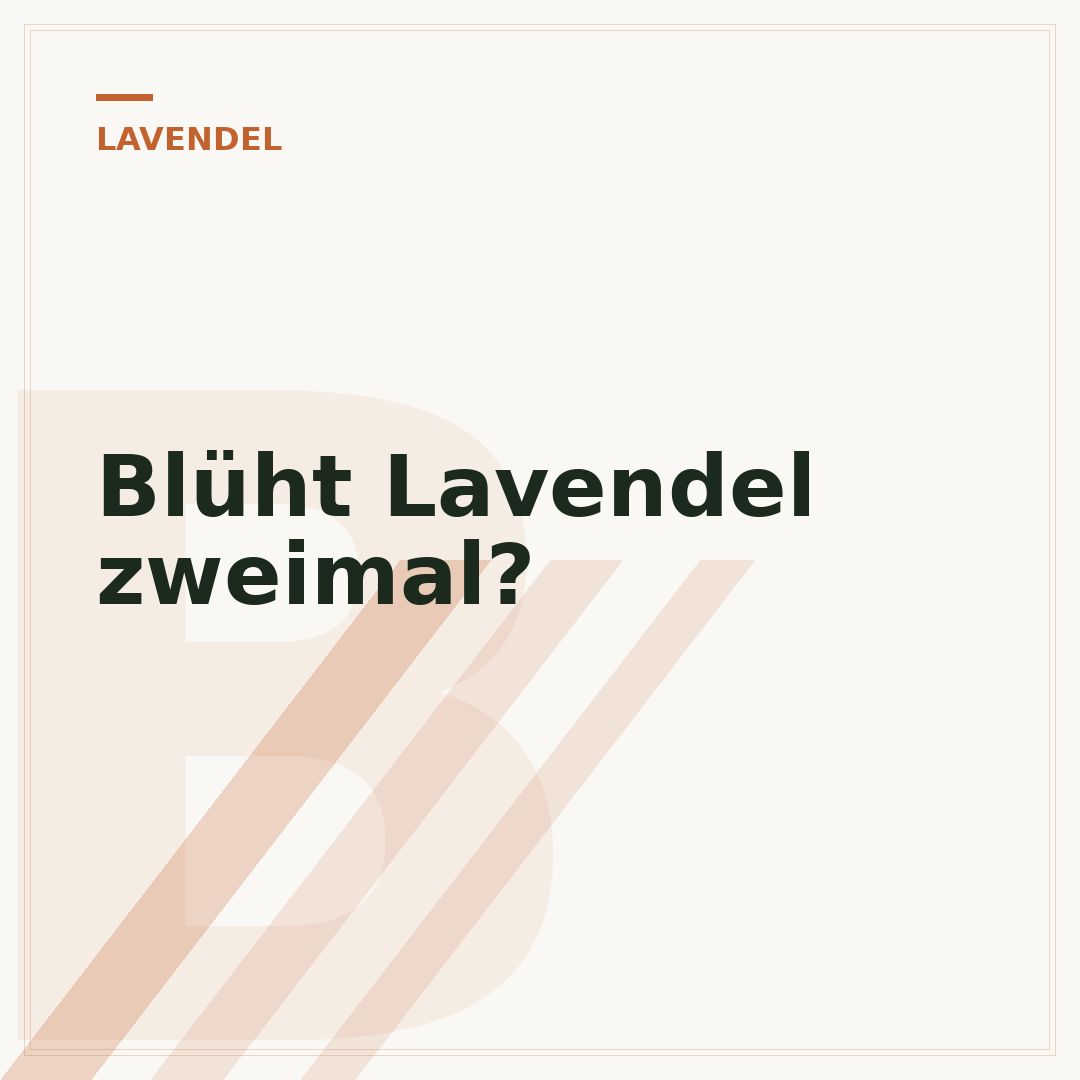 Blüht Lavendel zweimal?